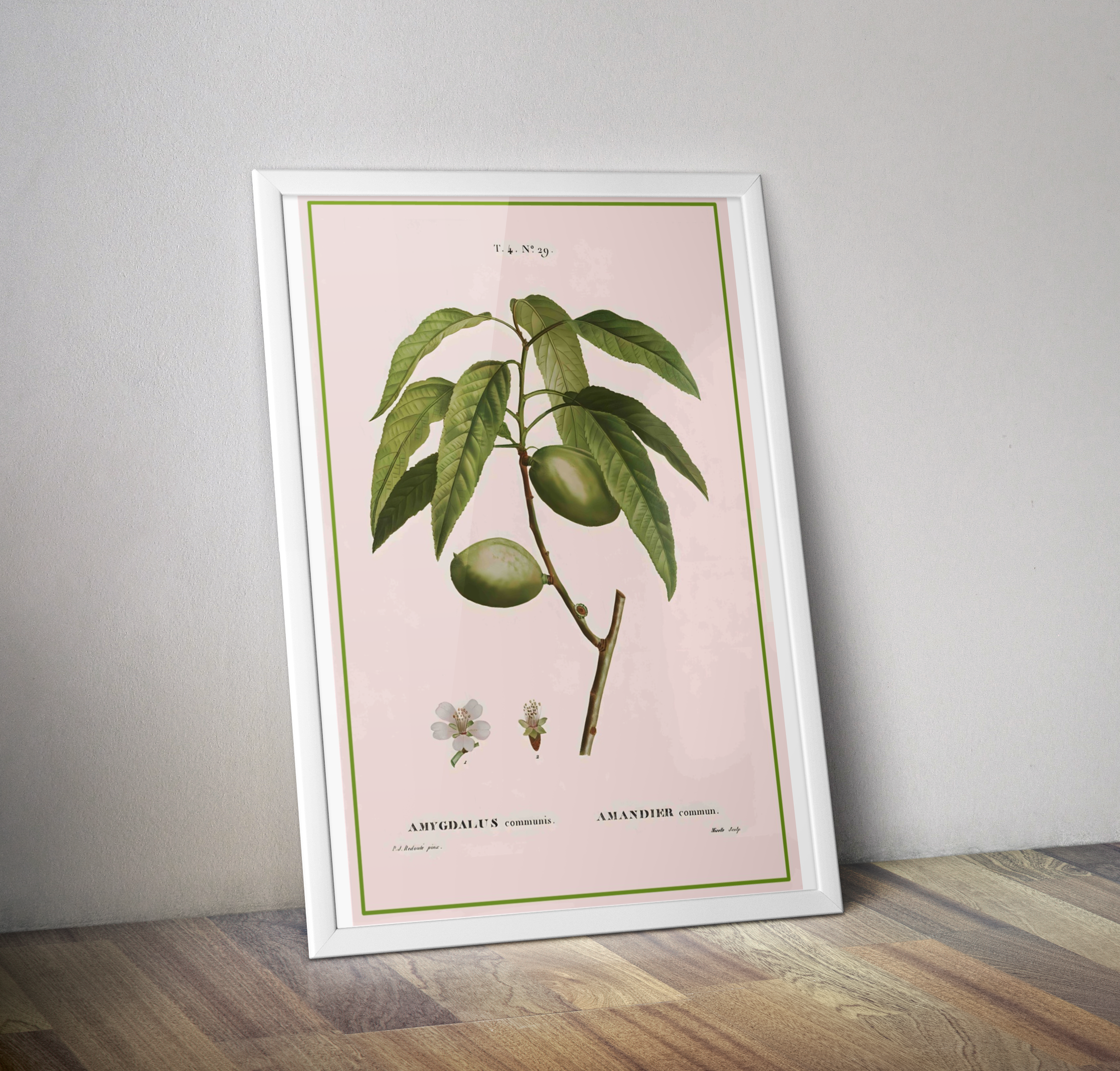 Affiche botanique vintage cuisine amandiers - Poster vintage fruit