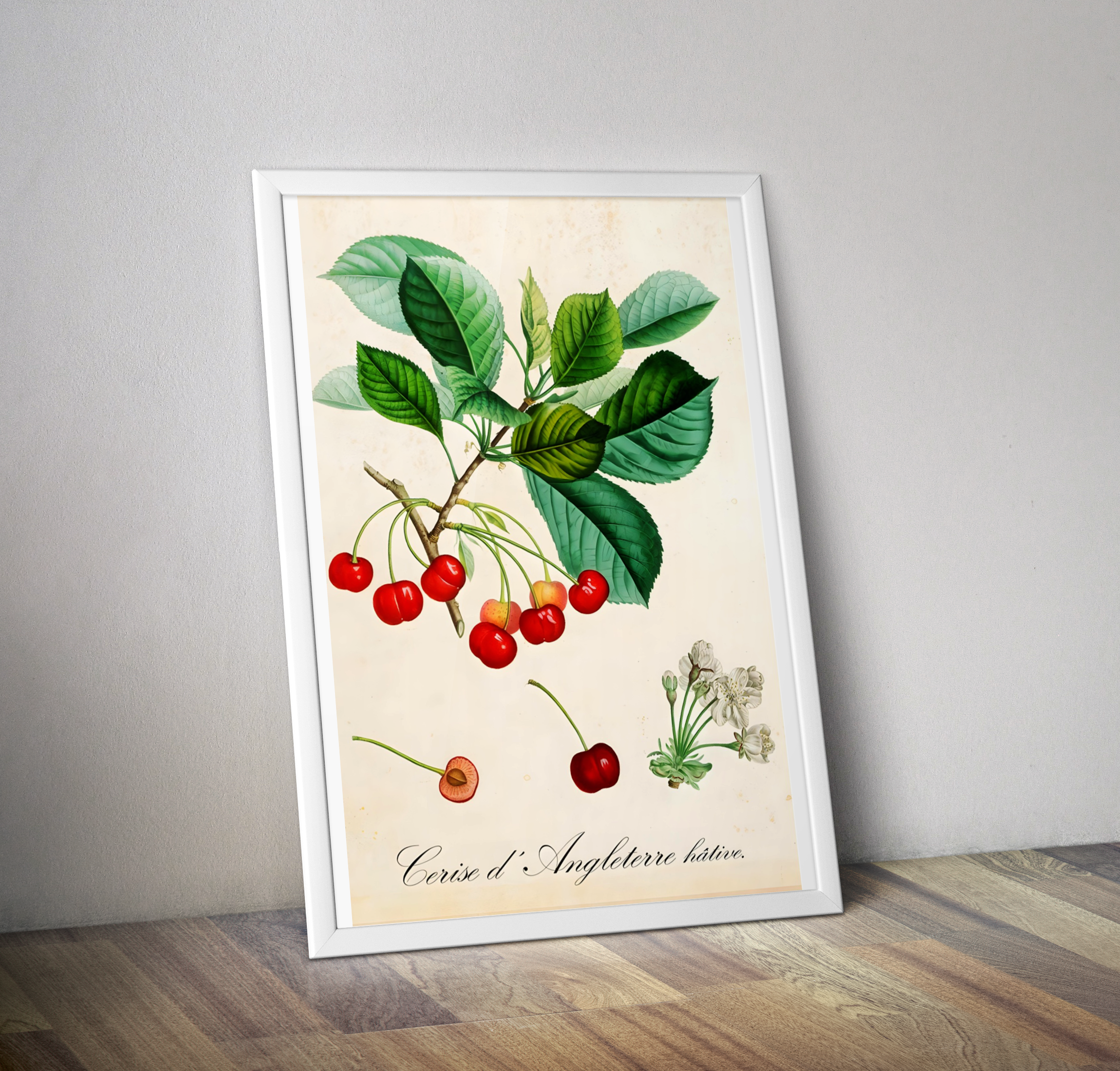 Affiche botanique vintage cuisine cerises d'Angleterre - Poster vintage cuisine