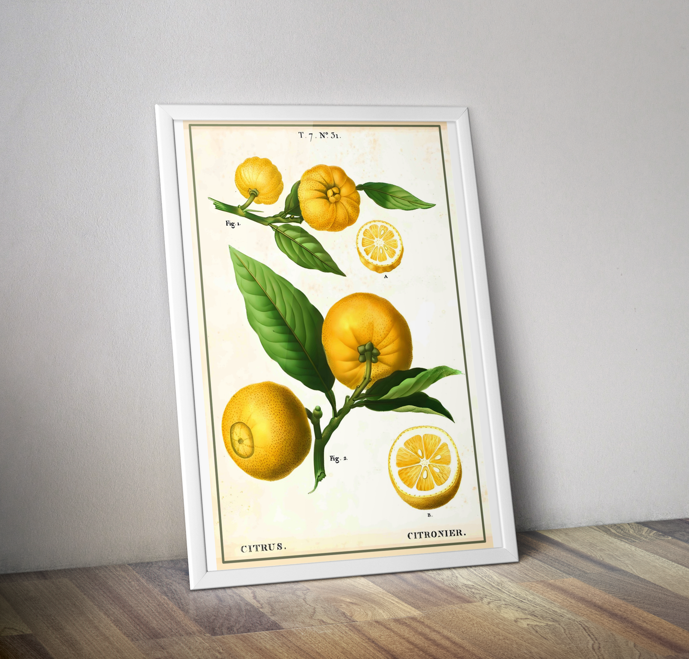 Poster botanique vintage cuisine citronnier - Affiche cuisine citrus