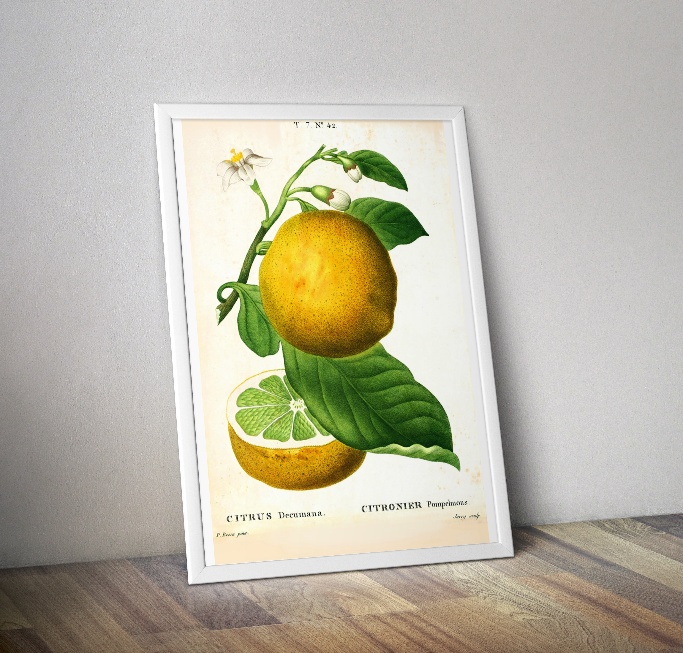 Affiche vintage citronnier pamplemousse - Poster botanique déco cuisine