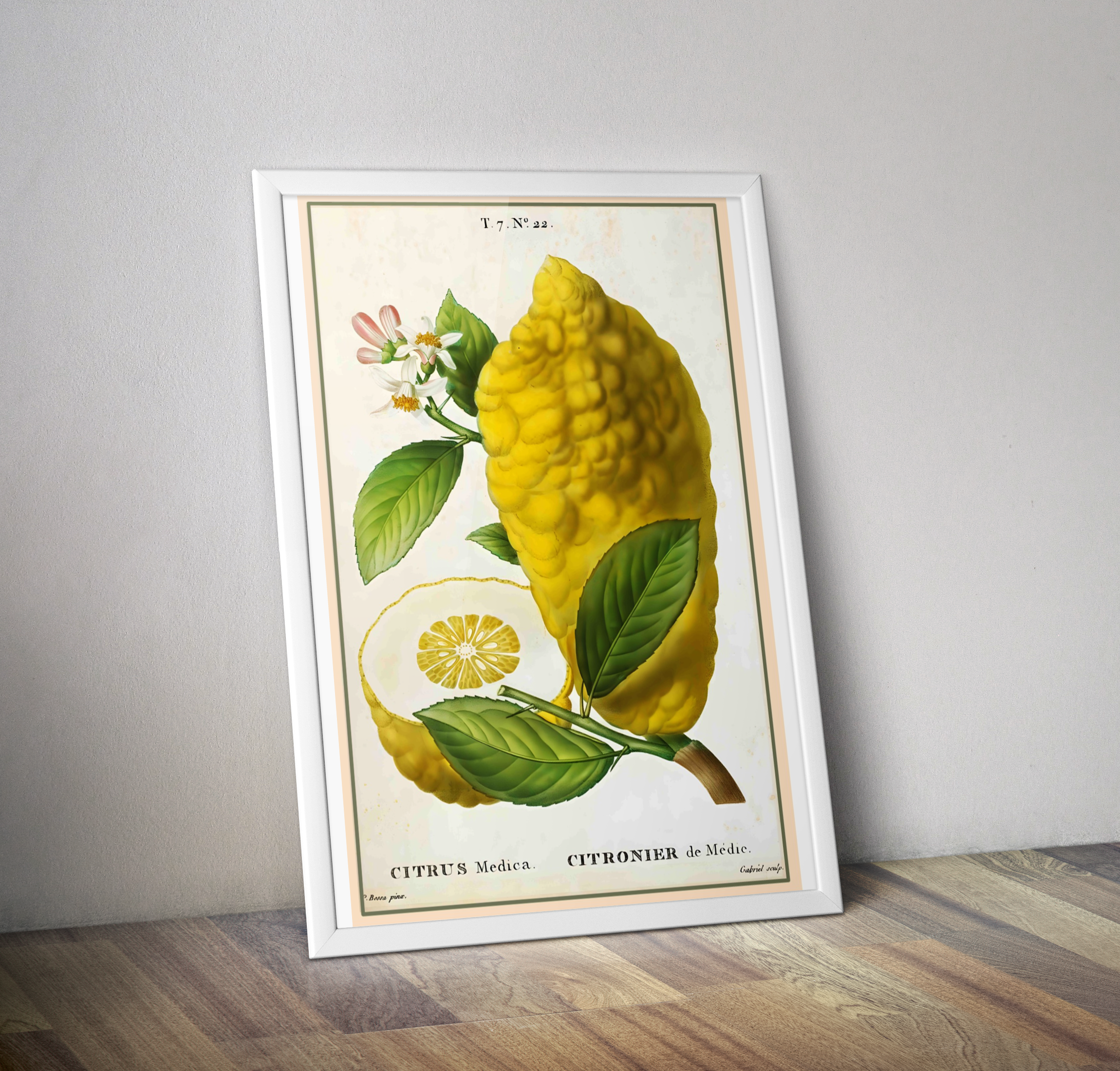 Affiche vintage citronnier de Médic - Poster botanique vintage cuisine