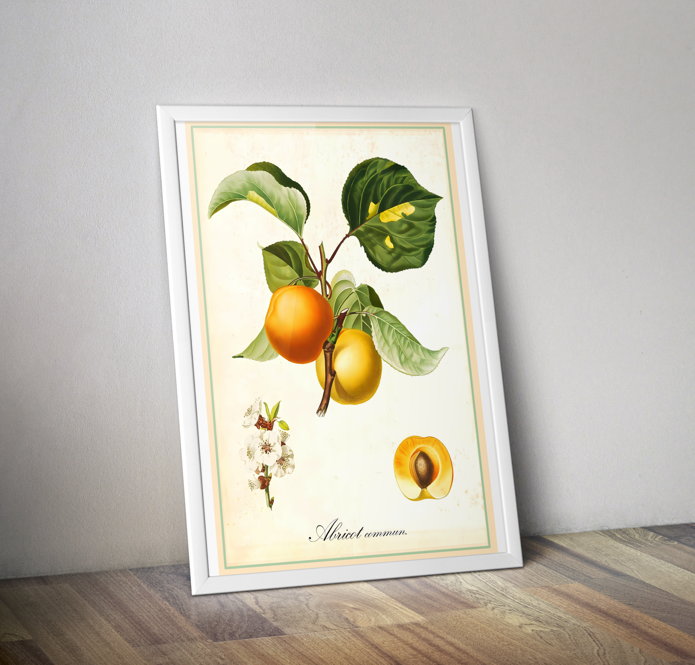 Affiche vintage fruit abricot - Affiche cuisine