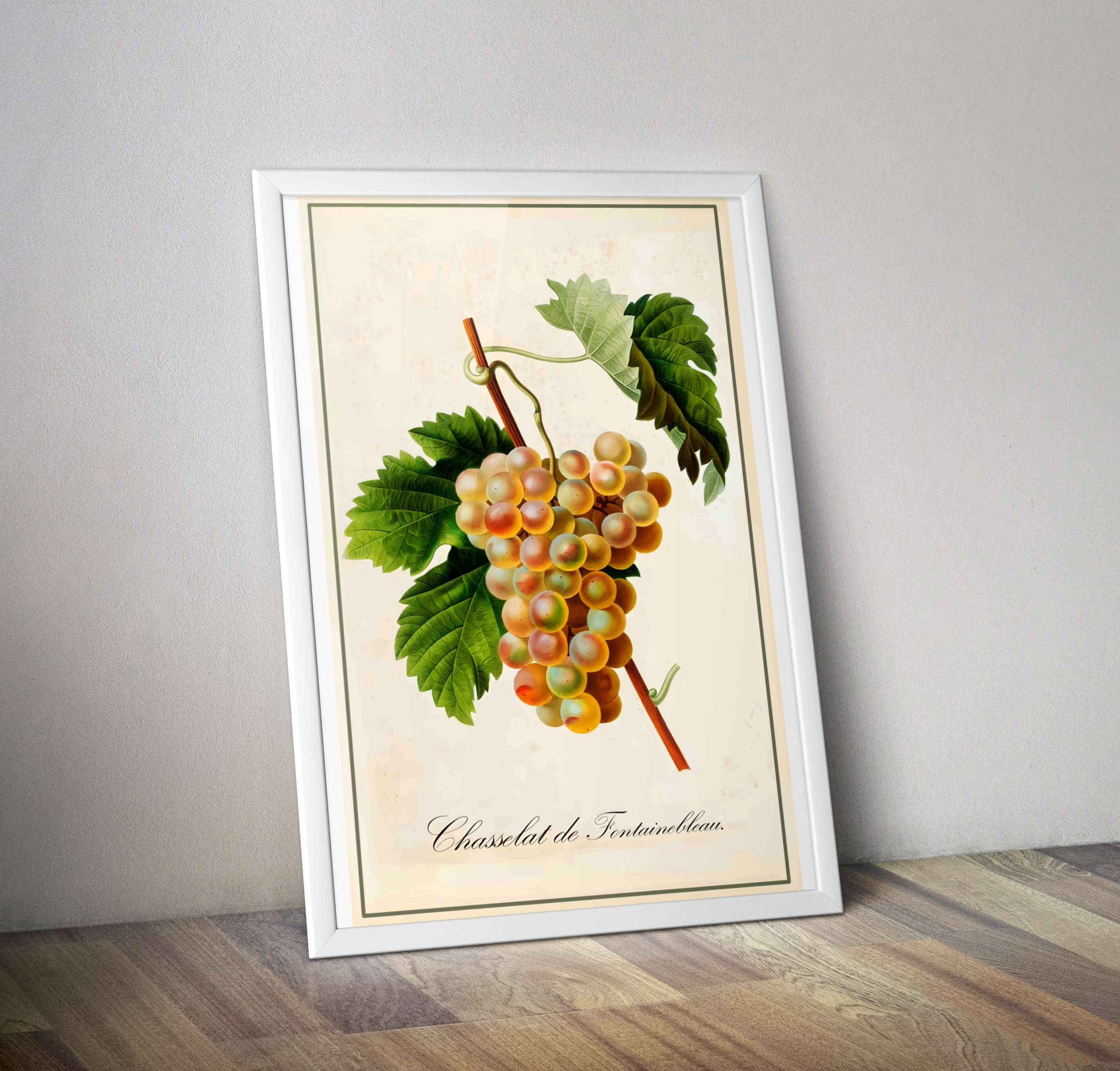 Affiche botanique vintage cuisine raisin - Poster décoration cuisine fruit raisin