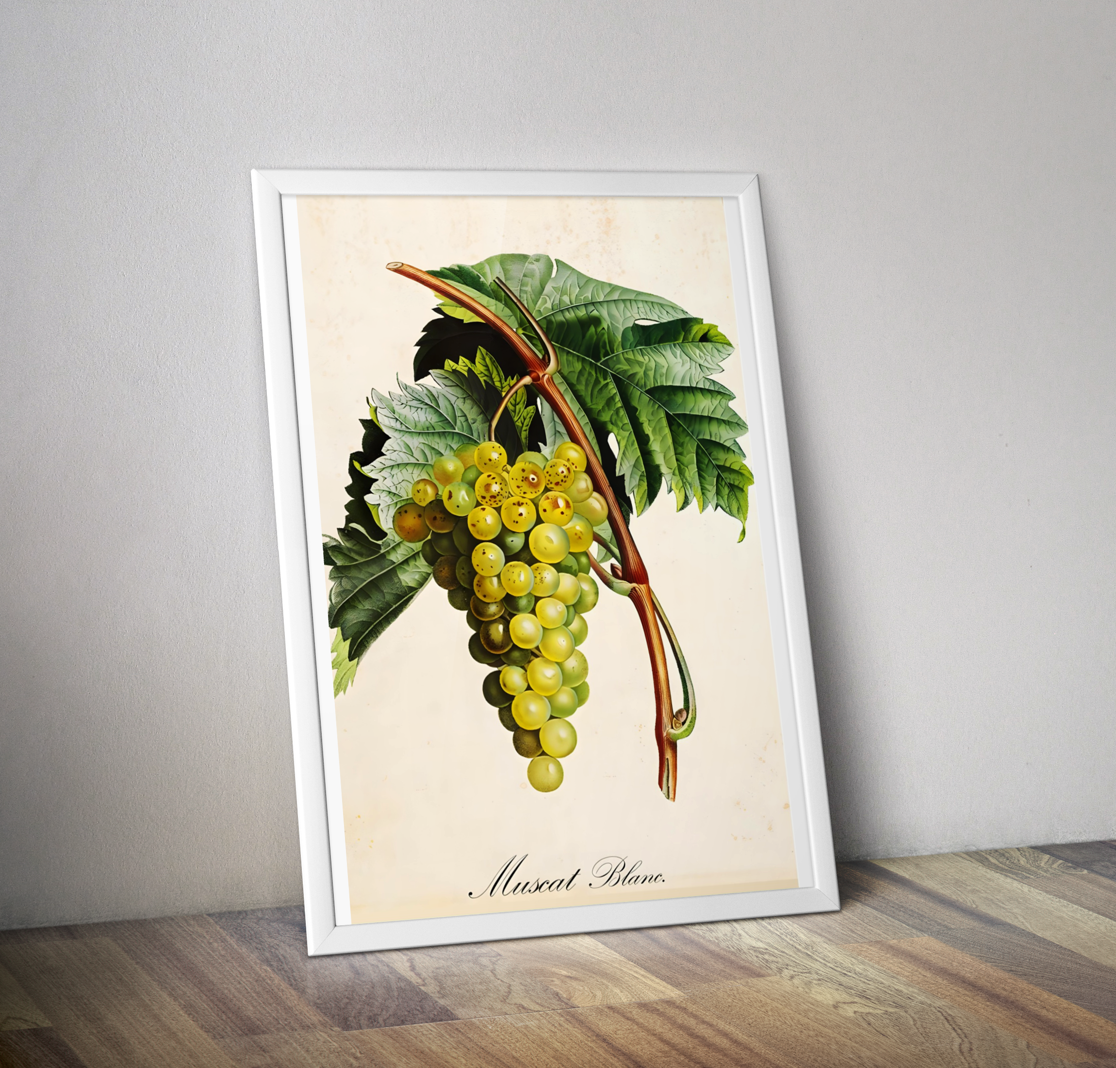 Affiche botanique cuisine raisin muscat blanc - Poster décoration vintage