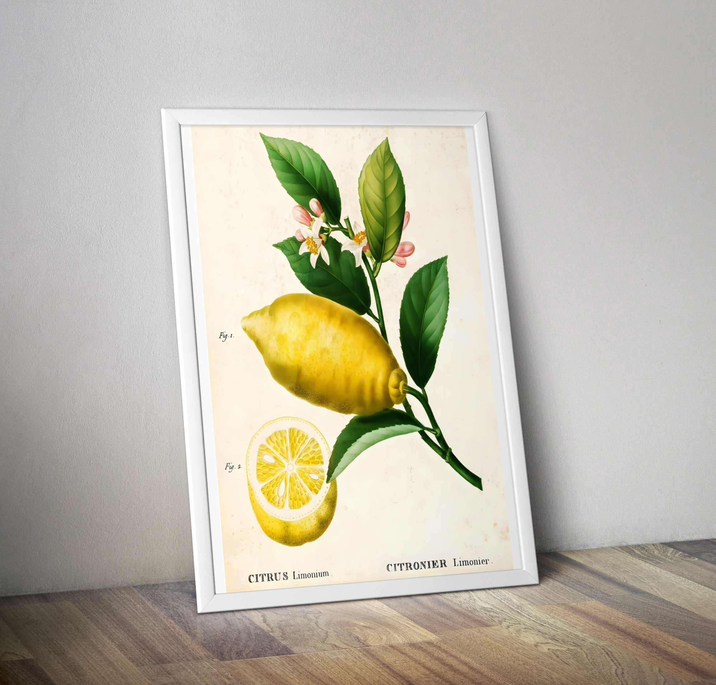 Poster vintage cuisine citronnier limonier - Affiche botanique décoration cuisine