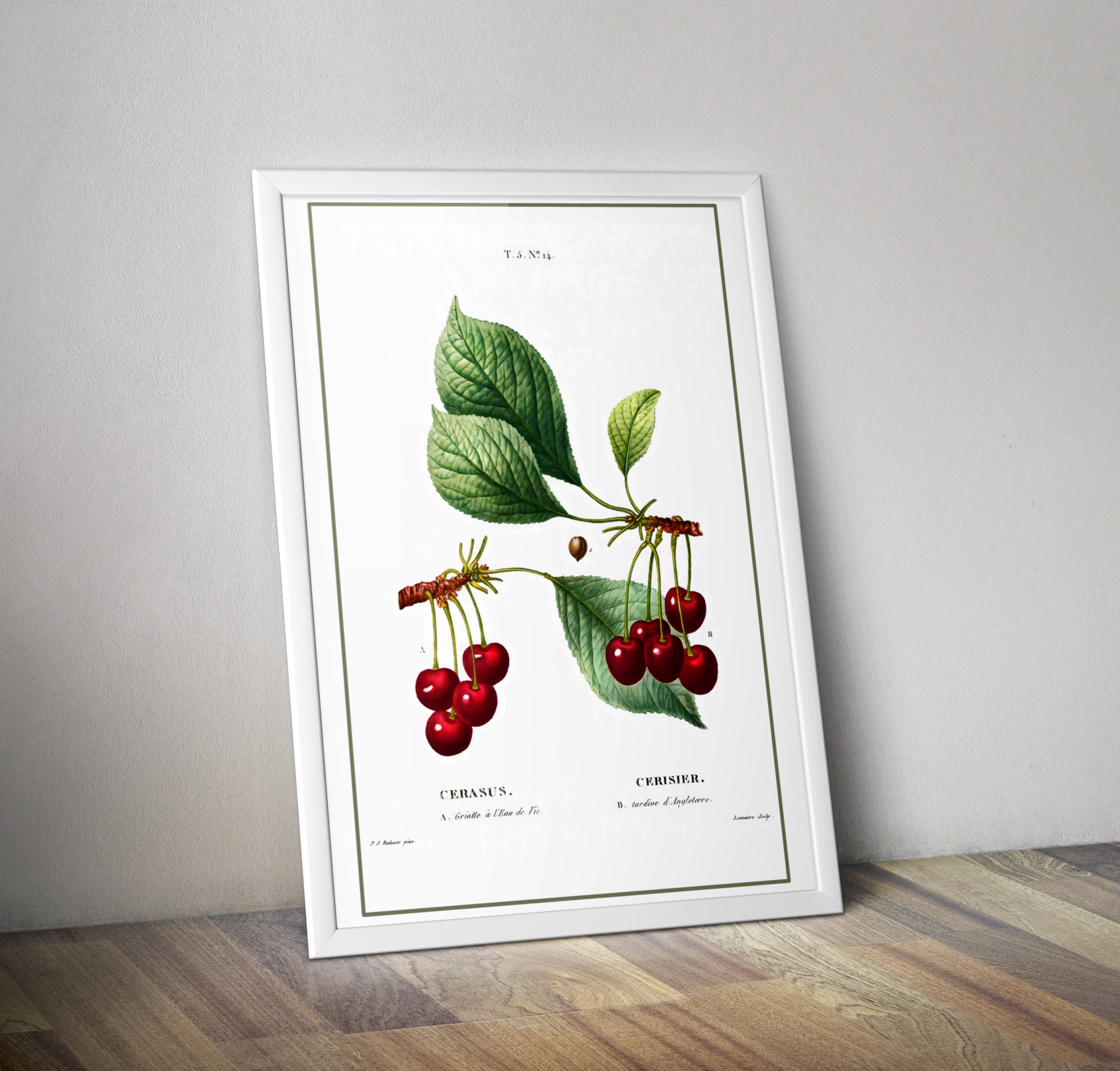 Poster botanique vintage cuisine cerises - Affiche rétro déco cuisine