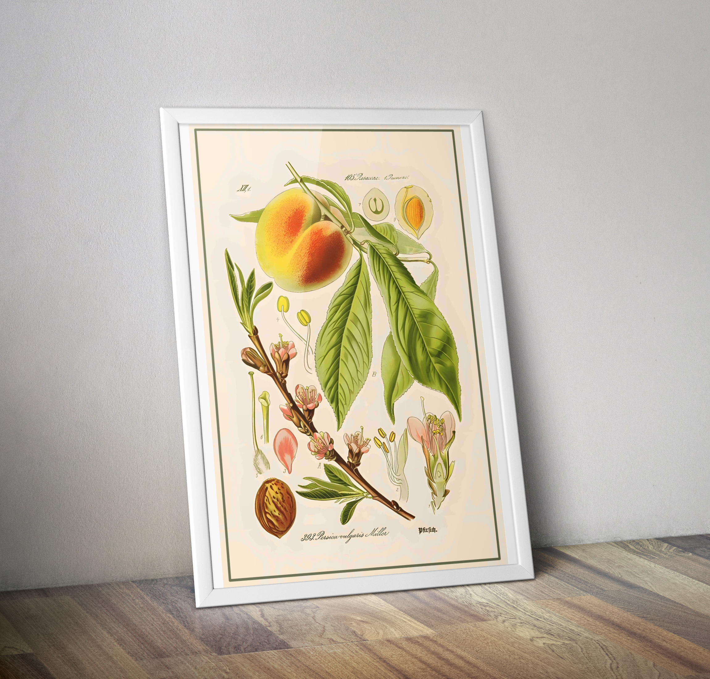 Affiche vintage fruit pêche - Poster botanique vintage fruit