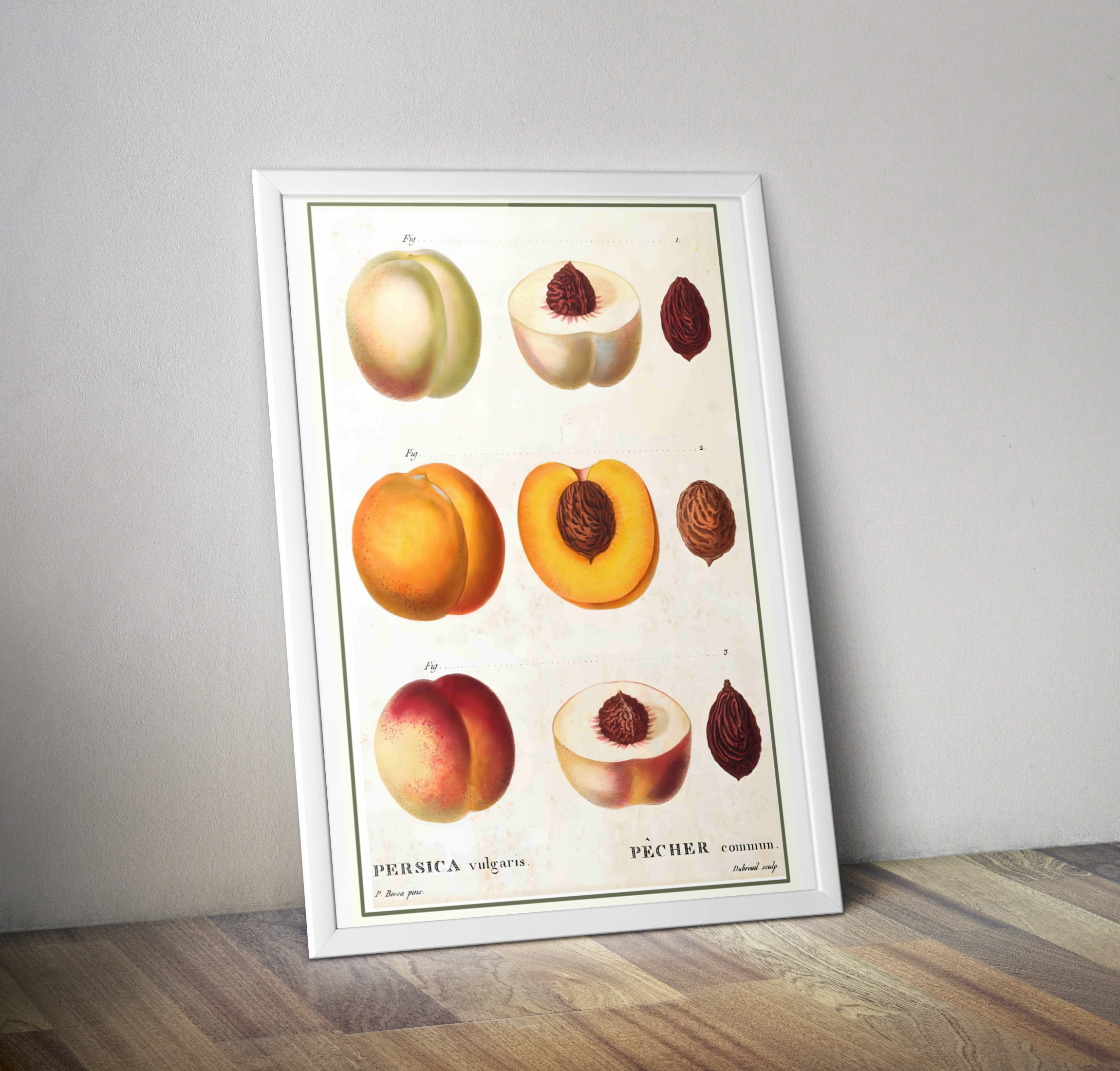 Affiche vintage cuisine fruit pêches - Poster rétro 3 pêches
