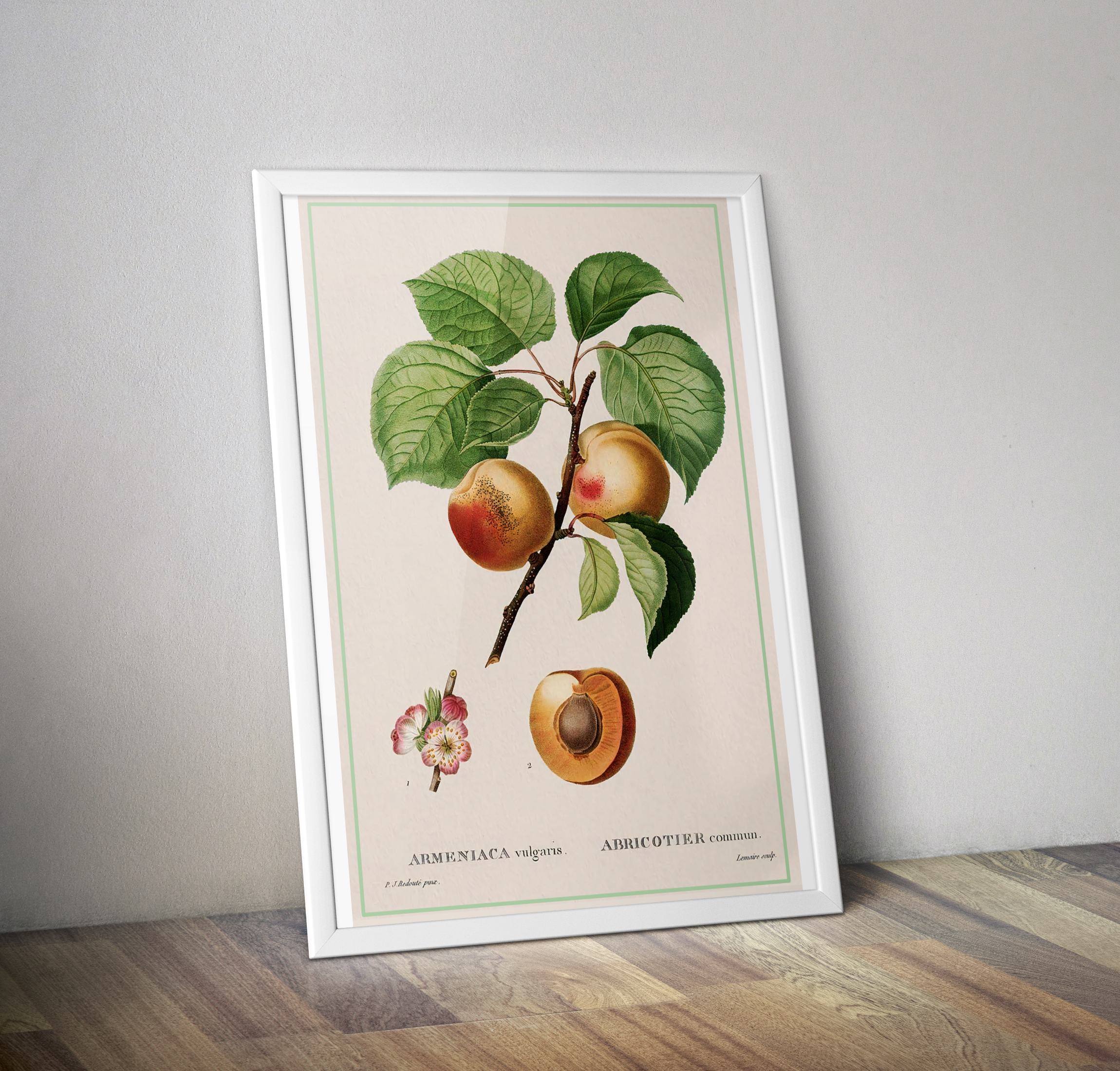 Affiche cuisine Abricotier commun JP Redoute - Poster vintage cuisine