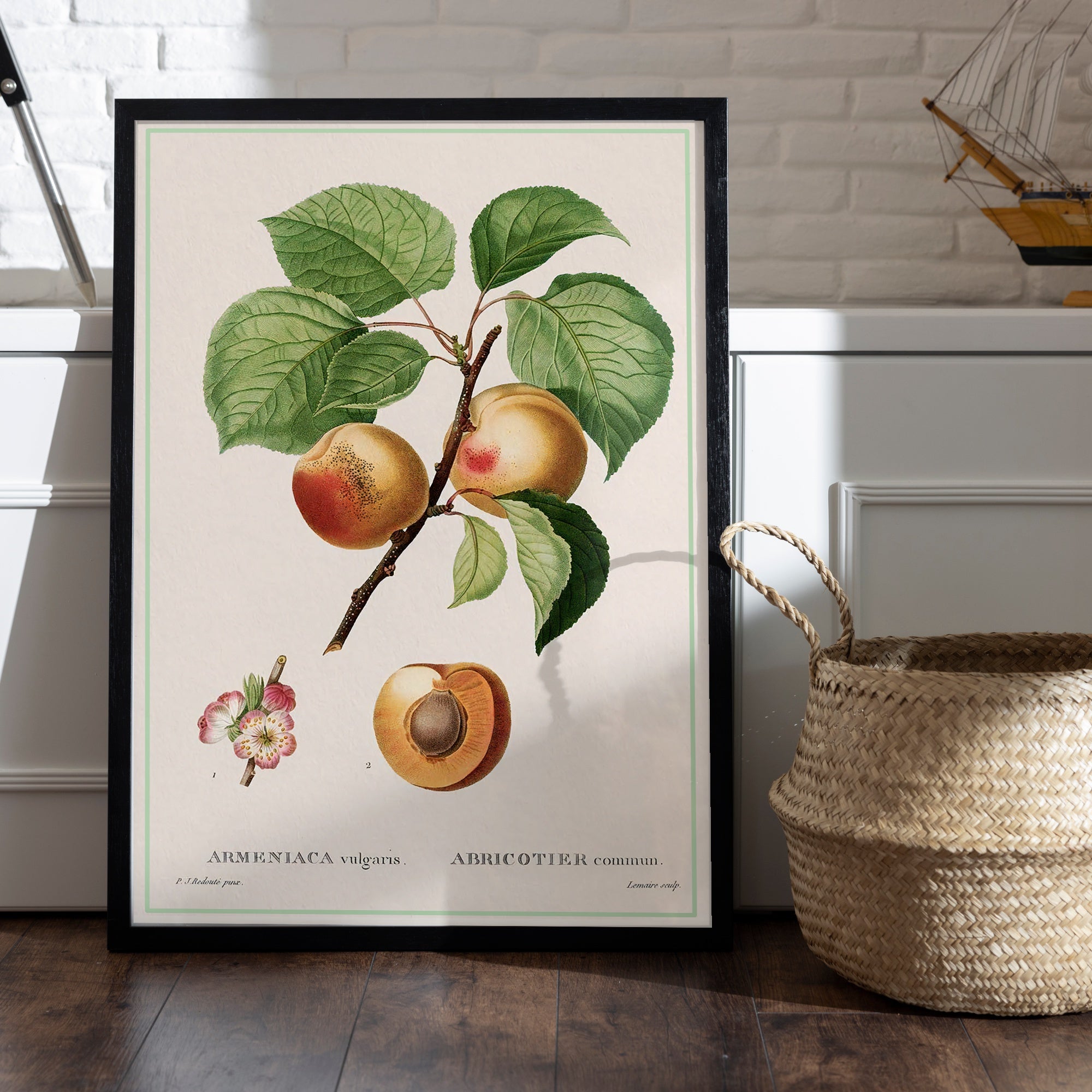 Affiche cuisine Abricotier commun JP Redoute - Poster vintage cuisine