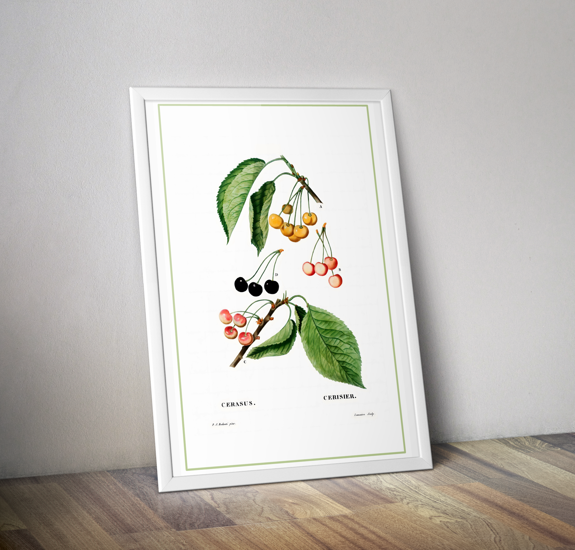 Affiche cuisine cerisier JP Redoute - Poster vintage fruit