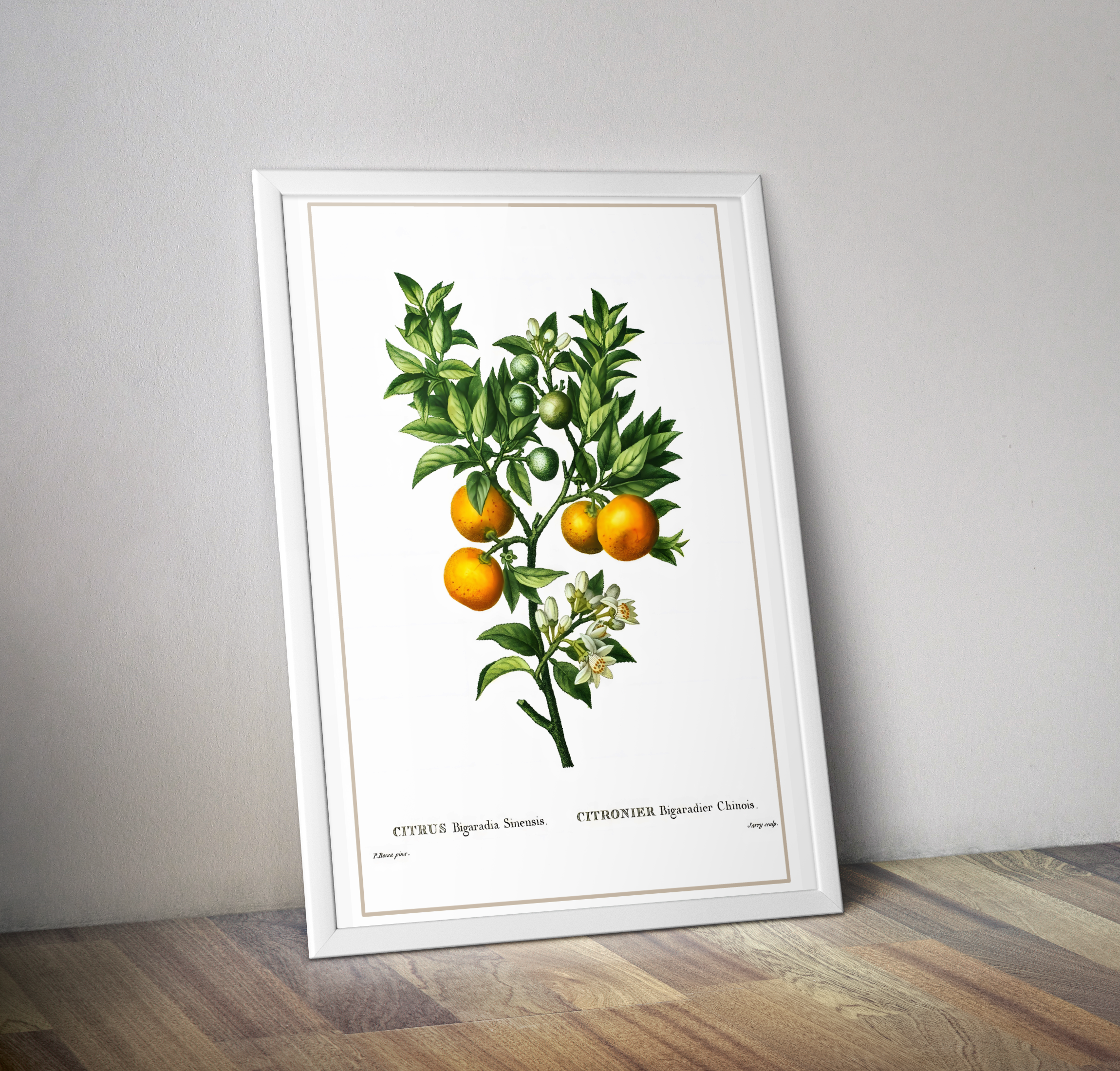 Affiche vintage fruit citronnier - Affiche vintage deco cuisine