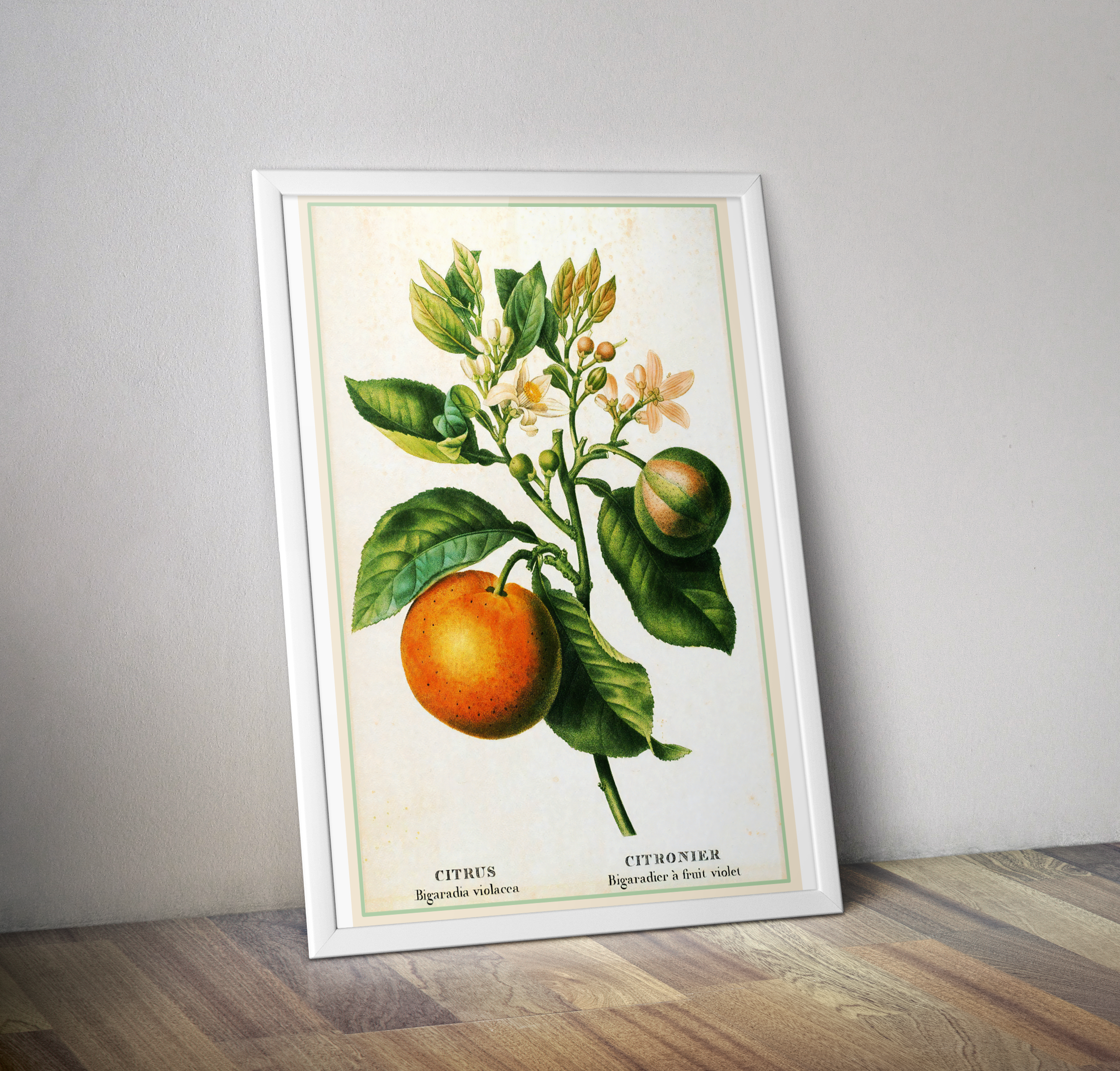 Affiche cuisine citrus citronnier - Poster déco cuisine