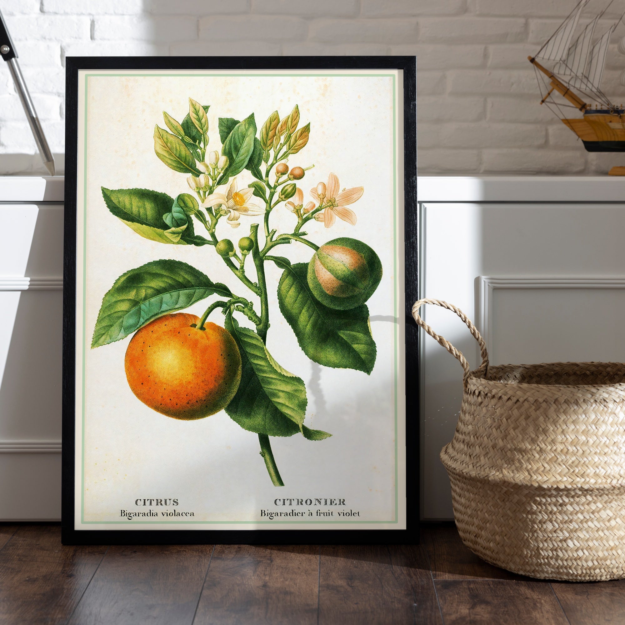 Affiche cuisine citrus citronnier - Poster déco cuisine