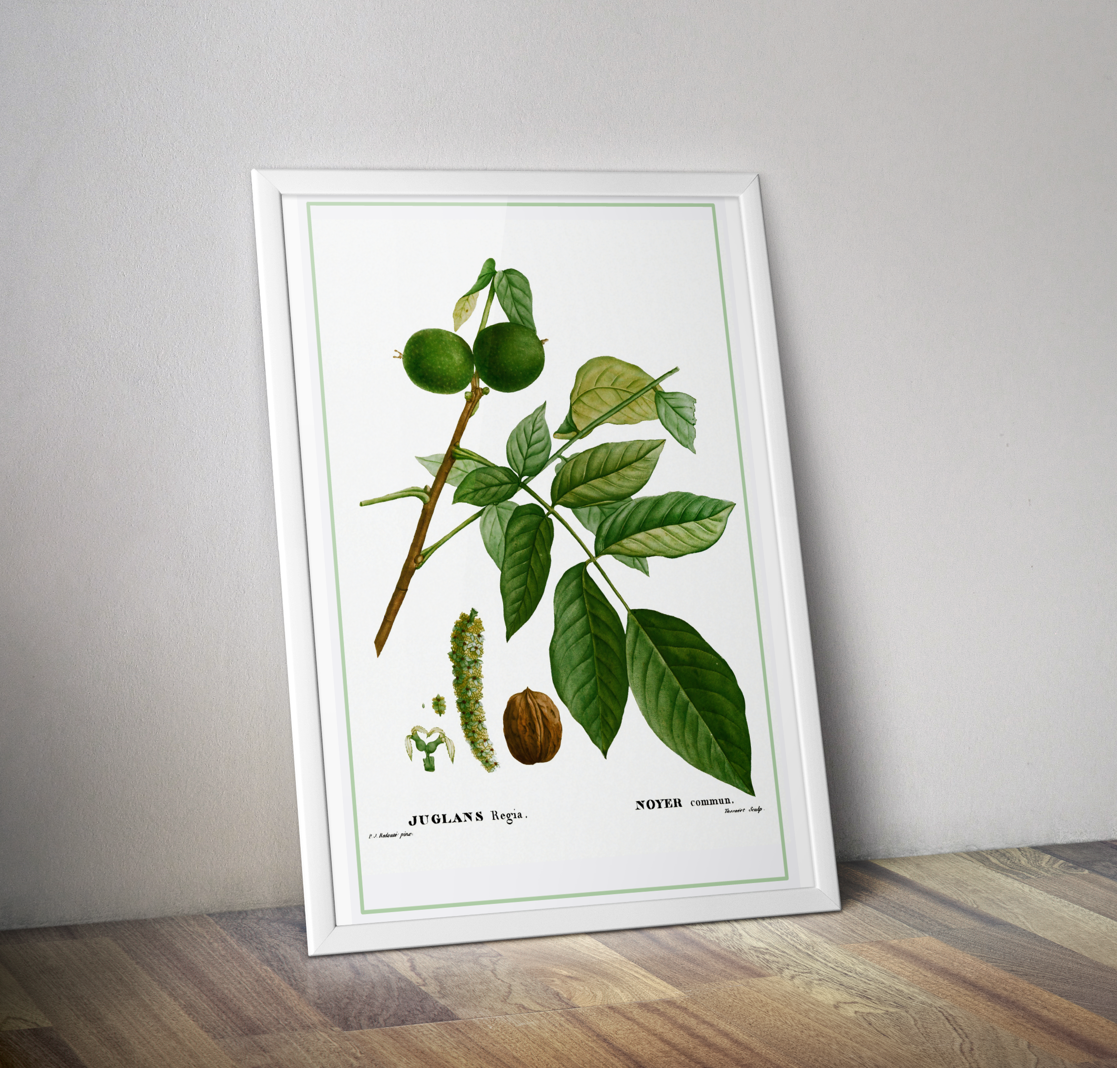 Affiche cuisine vintage Noyer - Affiche botanique vintage