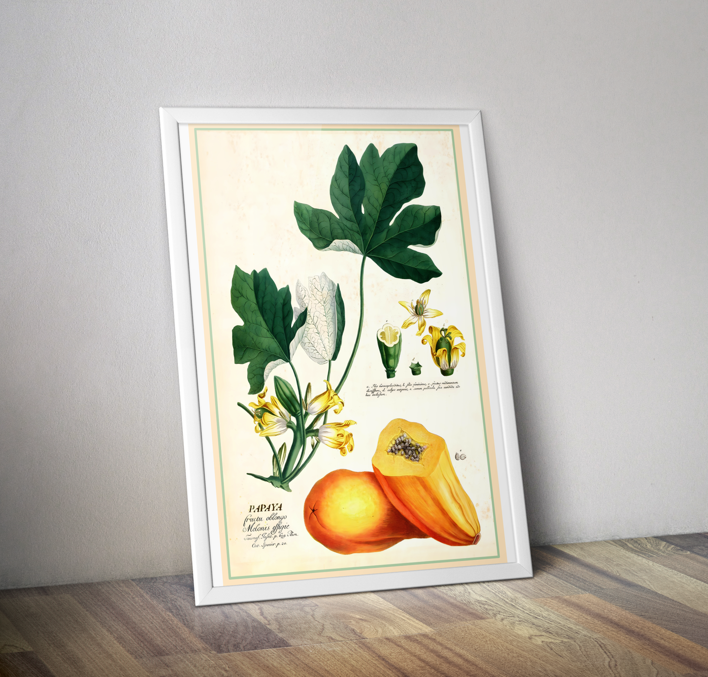 Affiche botanique vintage cuisine Papaye - Poster déco cuisine