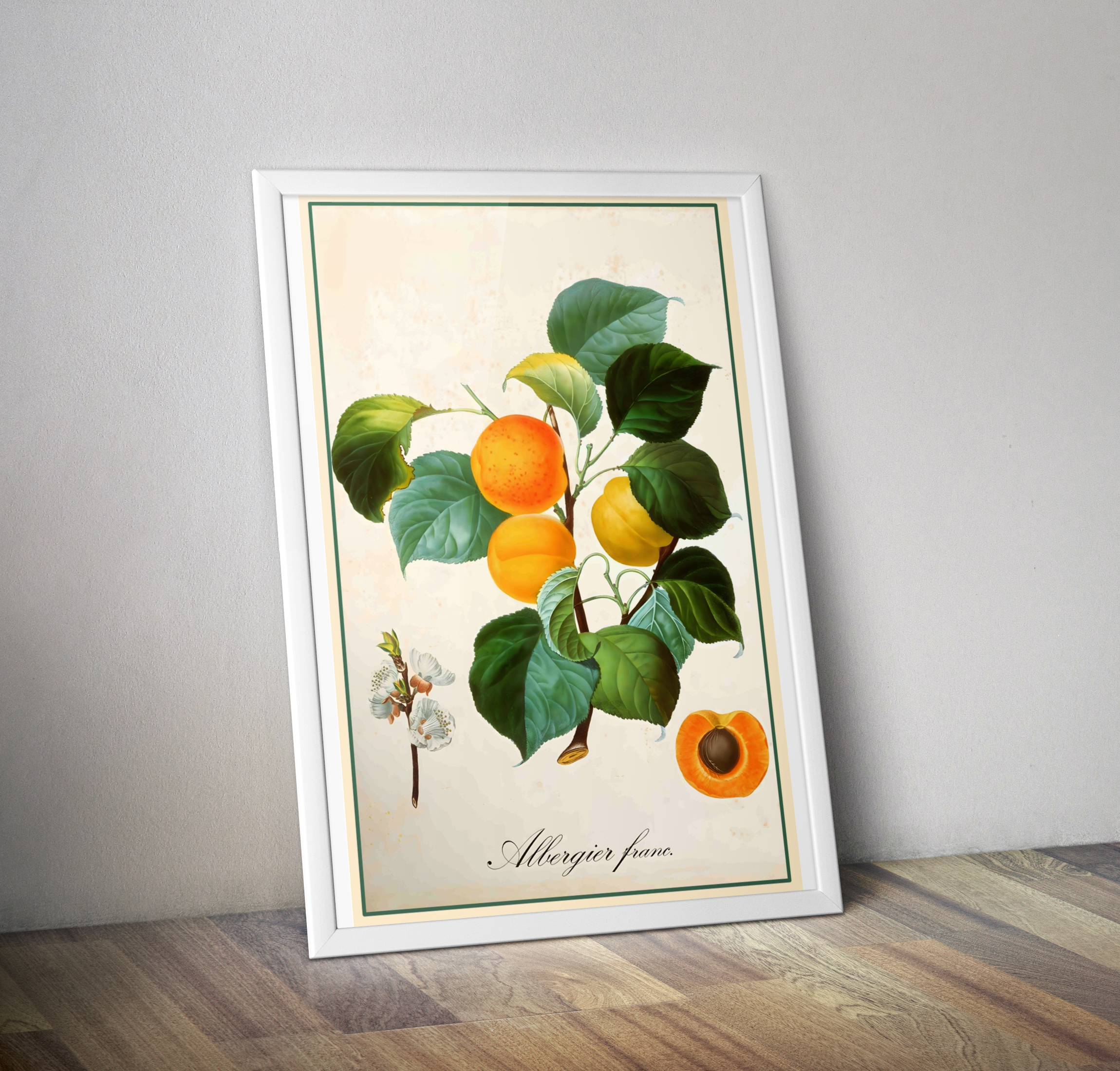 Affiche vintage cuisine Albertier Franc - Poster botanique vintage